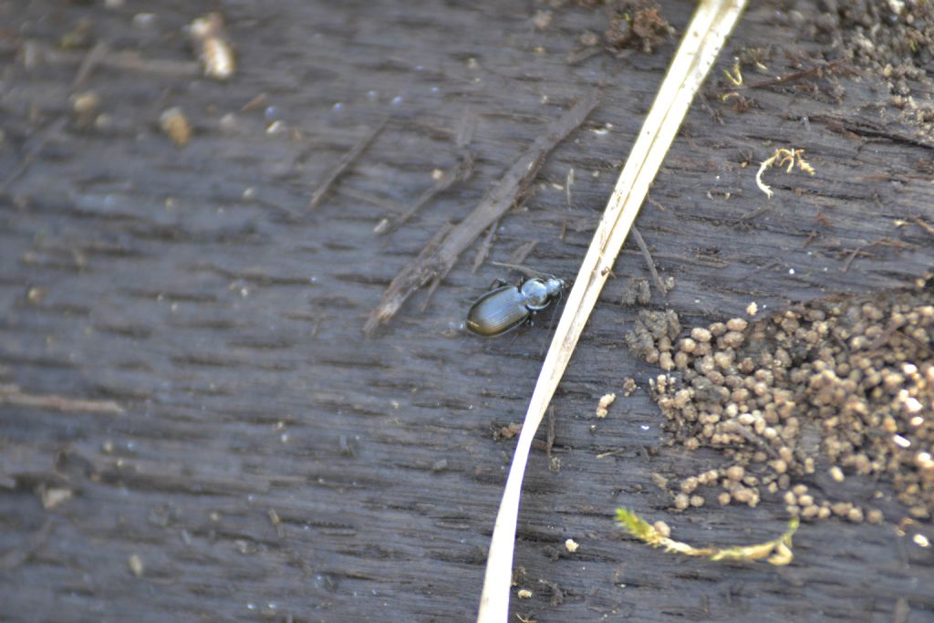 Agonum sp., Carabide